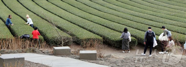 18일 제주도 서귀포시 안덕면 오설록 서광차밭에서 관광객들이 포근한 날씨를 만끽하고 있다. 이날 제주도의 낮 최고기온은 오후 1시 기준 15~17도까지 올랐다.2026.1.19/뉴스1 ⓒ News1 홍수영 기자