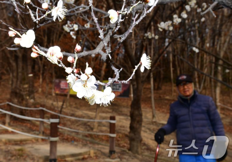 1년 가운데 가장 춥다는 대한(大寒) 을 하루 앞둔 19일 오후 경북 포항시 남구 포항시청 뒷편 야산에 산책 나온 시민이 활짝 핀 매화꽃을 지켜보고 있다. 2026.1.19/뉴스1 ⓒ News1 최창호 기자