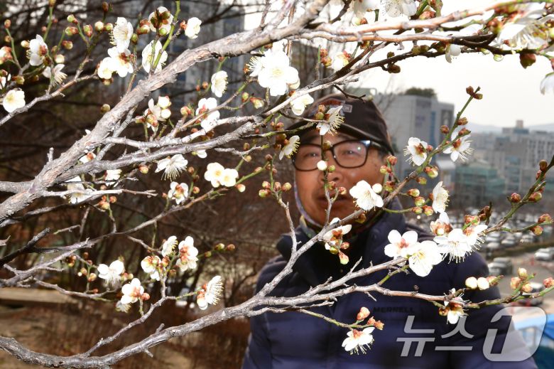 일년 가운데 가장 춥다는 대한(大寒)을 하루 앞둔 19일 오후 경북 포항시 남구 포항시청 뒷편 야산에 매화가 꽃망울을 활짝 터뜨리고 있다. 2026.1.19/뉴스1 ⓒ News1 최창호 기자