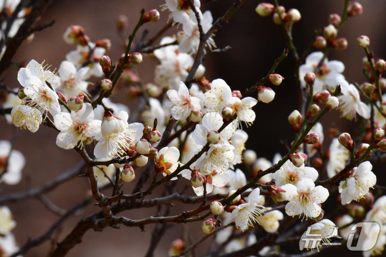 1년 가운데 가장 춥다는 대한(大寒) 을 하루 앞둔 19일 오후 경북 포항시 남구 포항시청 뒷편 야산에 있는 매화나무에서 앞을 다퉈 꽃망울 터뜨리고 있다. 2026.1.19/뉴스1 ⓒ News1 최창호 기자