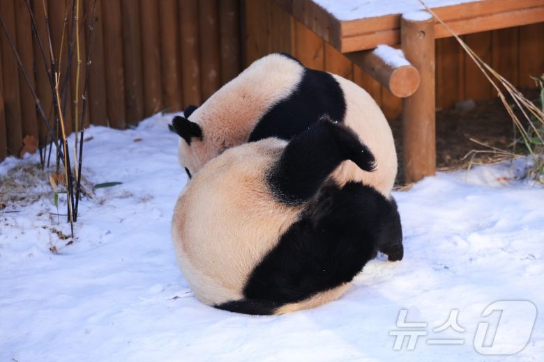 에버랜드, 눈 덮인 '판다 세컨하우스'에서 즐거운 시간을 보내는 루이바오와 후이바오(에버랜드 제공)