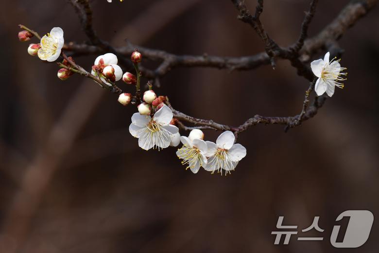 1년 가운데 가장 춥다는 대한(大寒)을 하루 앞둔 19일 오후 경북 포항시 남구 포항시청 뒷편 야산에 있는 매화나무에서 앞을 다퉈 꽃망울을 활짝 터뜨리고 있다. 2026.1.19/뉴스1 ⓒ News1 최창호 기자