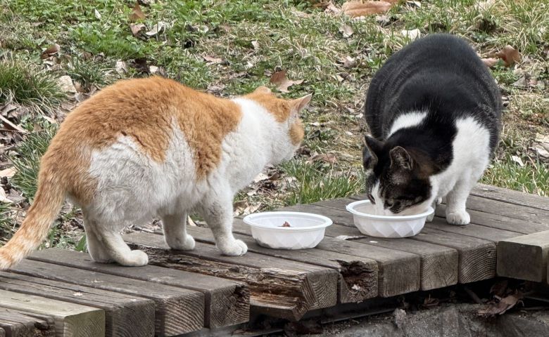 참석자들은 길고양이 돌봄으로 인한 갈등을 피하기 위해 '밥은 먹을 만큼만 놓기', '밥 주고 난 후 그릇 치우기' 등 돌봄 시민의 책임 있는 실천이 필요하다고 강조했다(온정화 돌봄시민 제공). ⓒ 뉴스1