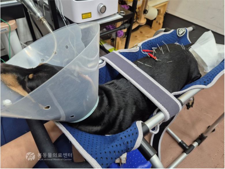 전기 자극 침치료를 받는 닥스훈트(본동물의료센터 제공) ⓒ 뉴스1