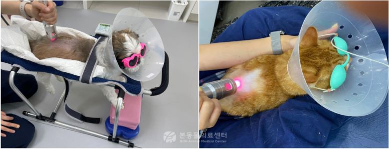 레이저 물리치료를 받는 반려동물(본동물의료센터 제공) ⓒ 뉴스1