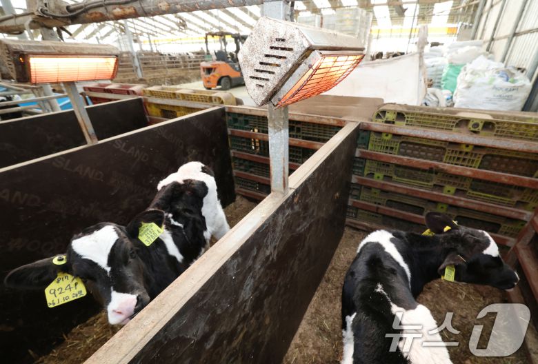 강력한 한파가 계속되고 있는 21일 경기 화성시 장안면의 한 축사에서 태어난 지 열흘 가량 된 송아지들이 전기난로를 쬐고 있다. 2026.1.21/뉴스1 ⓒ News1 김영운 기자