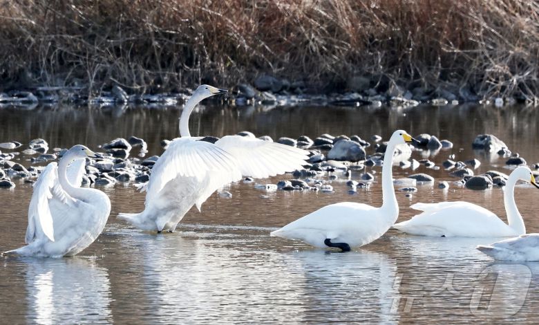 충북 괴산군 달천강을 찾은 멸종위기 야생생물 2급이자 천연기념물로 지정된 '큰고니' 가족이 지난 21일 여유로운 한 때를 보내고 있다.(괴산군제공)2026.1.22/뉴스1
