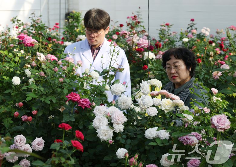 연일 북극 한파가 지속되고 있는 가운데 23일 경기 화성시 경기도농업기술원 연구온실에서 관계자들이 신품종 장미를 연구개발하고 있다. 기상청은 한파가 주말이 지나면서 추위는 한풀 꺾이겠지만 당분간 평년보다 추운 날씨가 계속될 것으로 예보했다. 2026.1.23/뉴스1 ⓒ News1 김영운 기자