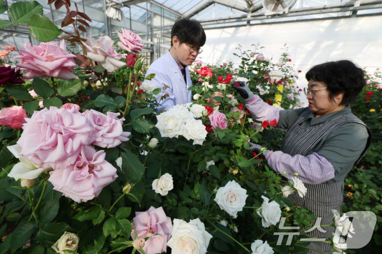 연일 북극 한파가 지속되고 있는 가운데 23일 경기 화성시 경기도농업기술원 연구온실에서 관계자들이 신품종 장미를 연구개발하고 있다. 기상청은 한파가 주말이 지나면서 추위는 한풀 꺾이겠지만 당분간 평년보다 추운 날씨가 계속될 것으로 예보했다. 2026.1.23/뉴스1 ⓒ News1 김영운 기자