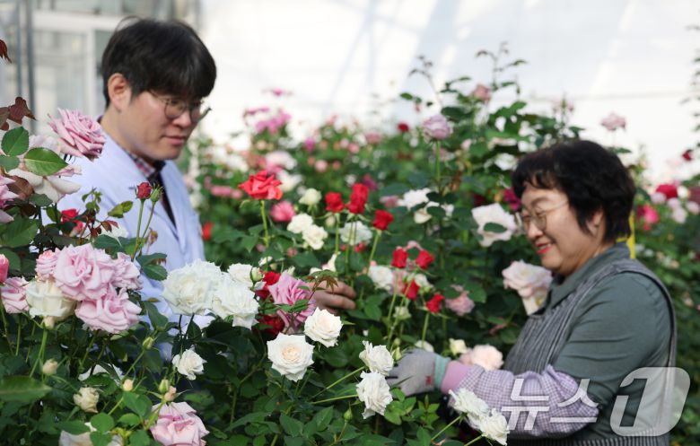연일 북극 한파가 지속되고 있는 가운데 23일 경기 화성시 경기도농업기술원 연구온실에서 관계자들이 신품종 장미를 연구개발하고 있다. 기상청은 한파가 주말이 지나면서 추위는 한풀 꺾이겠지만 당분간 평년보다 추운 날씨가 계속될 것으로 예보했다. 2026.1.23/뉴스1 ⓒ News1 김영운 기자