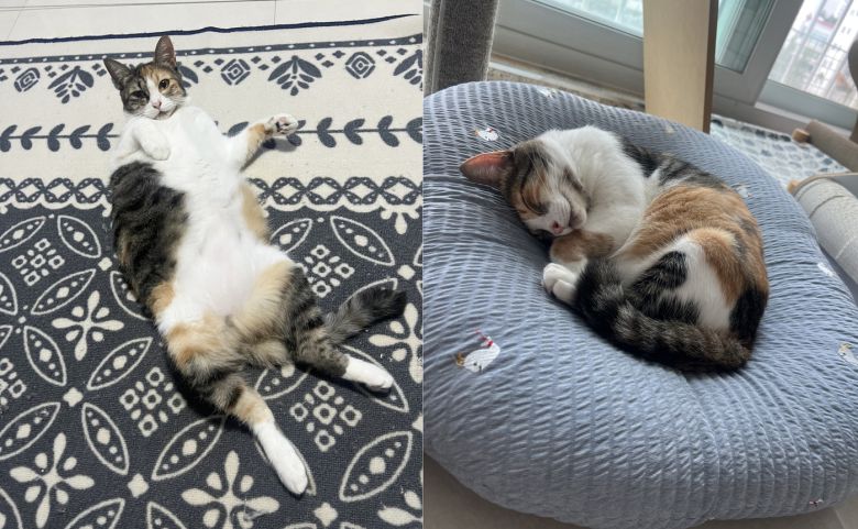 새로가 된 삼순이가 집안 곳곳에서 편히 쉬고 있다(강수진 제공). ⓒ 뉴스1