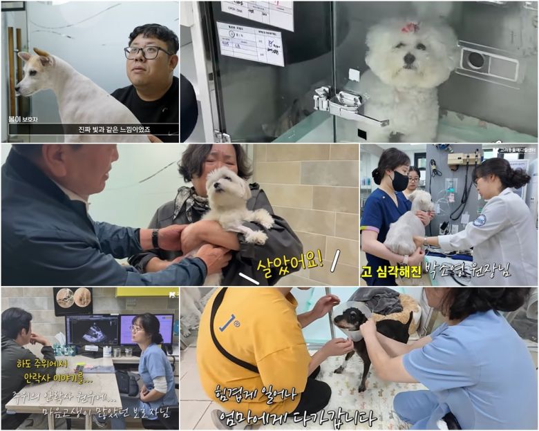 난치성 장질환으로 전국 각지에서 고려동물메디컬센터를 찾아 치료를 마친 동물들(고려동물메디컬센터 유튜브 갈무리) ⓒ 뉴스1
