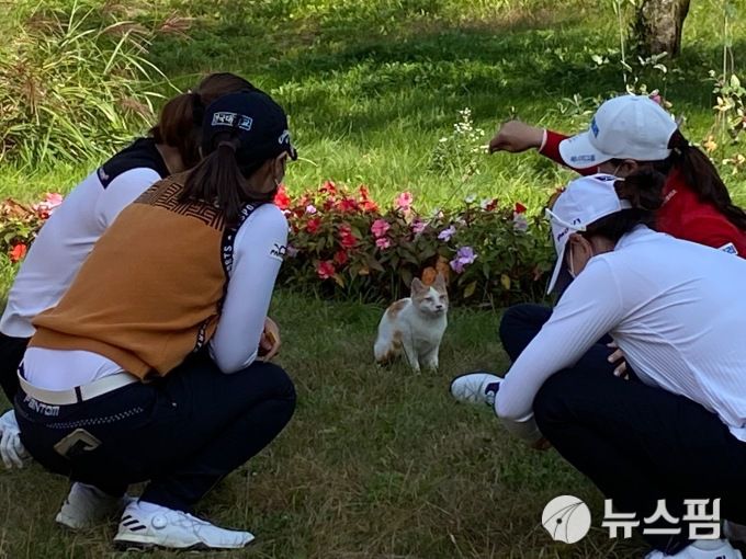 [이천=뉴스핌] 김용석 기자 = 길고양이와 잠시 시간을 보내는 선수들,  2020.10.16 fineview@newspim.com