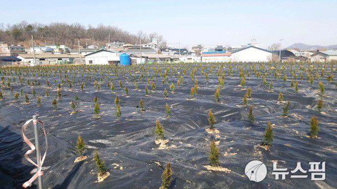 [서울=뉴스핌] 김성수 기자 = LH 직원들의 투기 의혹이 제기된 경기 시흥시 과림동 산 79-2번지 일대 [사진=김성수 기자] 2021.03.05 sungsoo@newspim.com