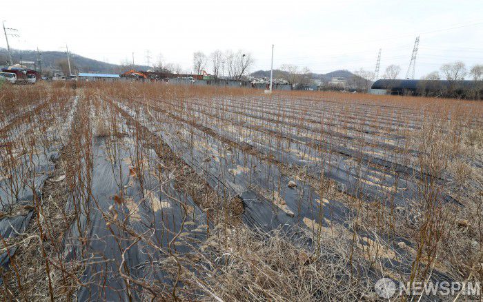 [시흥=뉴스핌] 정일구 기자 = 한국토지주택공사(LH) 직원들이 광명·시흥 3기 신도시 예정지에 일부 부지를 투기 목적으로 매입했다는 의혹이 제기된 가운데 4일 경기 시흥시 과림동 일대 LH 직원들이 매수한 것으로 의심되는 농지에 작물들이 매말라 있다. 2021.03.04 mironj19@newspim.com