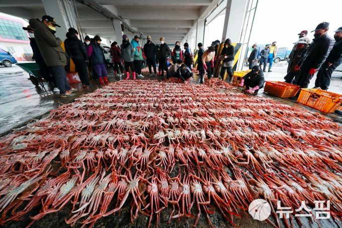 [울진=뉴스핌] 남효선 기자 = 죽변수협의 공개위판을 기다리는 울진의 명품 브랜드인 '울진대게' 2022.12.11 nulcheon@newspim.com