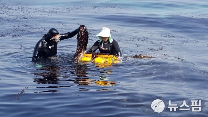 [울진=뉴스핌] 남효선 기자 = 경북 울진의 대표적 특산물인 자연산 돌미역 채취 운반선인 '떼배'와 돌미역 채취 모습. 2022.12.11 nulcheon@newspim.com