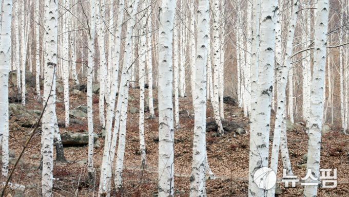 [영양=뉴스핌] 남효선 기자 = '국제밤하늘공원'인 경북 영양의 핫플로 각광받는 '죽파리 자작나무숲'2022.12.16 nulcheon@newspim.com