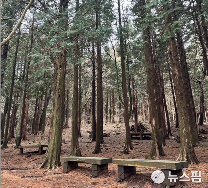 숫모르 편백숲길.[사진=제주특별자치도] 2023.03.27 mmspress@newspim.com