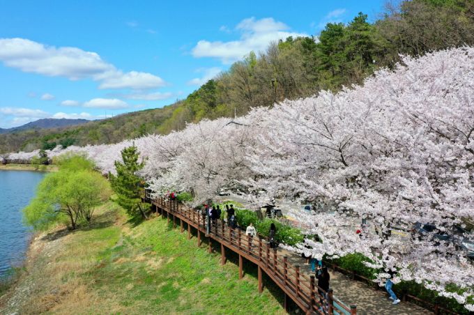 벚꽃이 만개한 광교마루길 [사진=수원시]