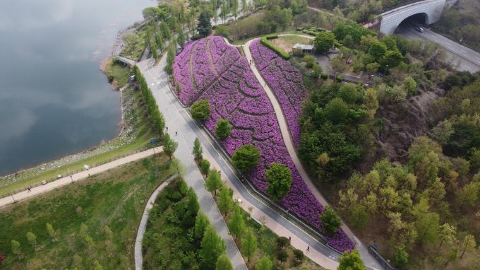 광교호수공원 신대호수에 조성된 철쭉동산 [사진=수원시]