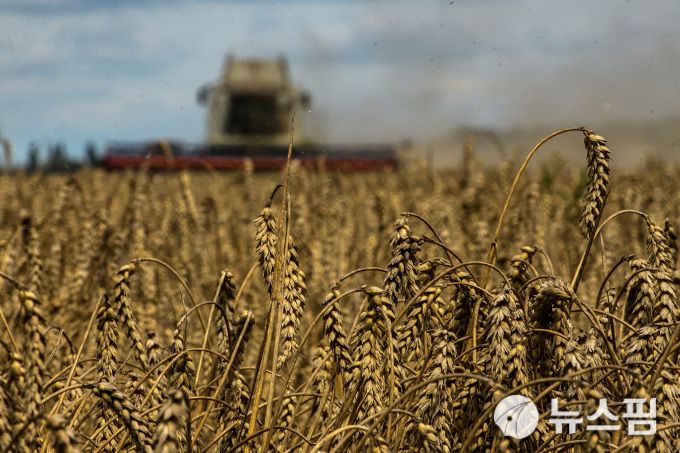 우크라이나 키이우 즈구리우카 마을의 소맥 밭. 2022.08.09 [사진=로이터 뉴스핌]