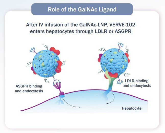 버브의 독점 GalNAc-LNP 전달 기술 이미지 [자료=버브 테라퓨틱스]