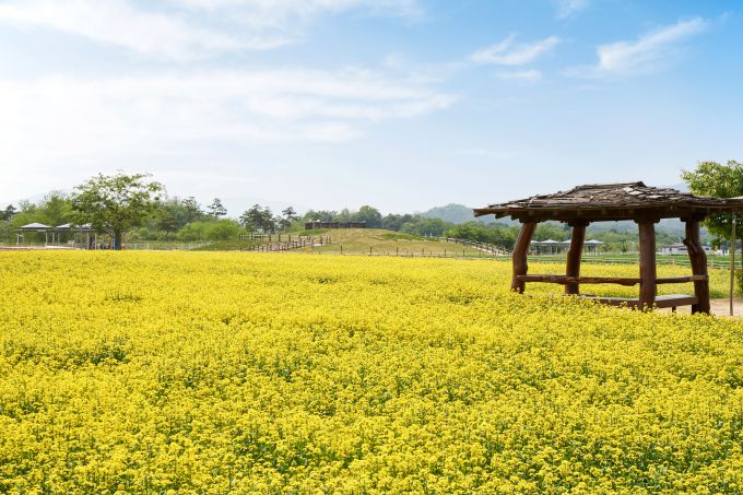 나리공원 유채꽃[사진=양주시] 2025.05.15 sinnews7@newspim.com