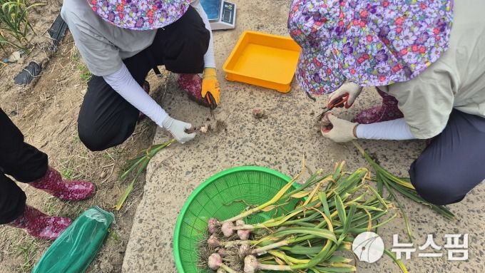 통계청 마늘 생산량 시연 행사 현장. [사진=뉴스핌]  2025.05.24 100wins@newspim.com