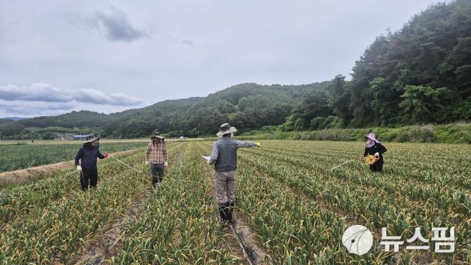통계청 마늘 생산량 시연 행사 현장. [사진=뉴스핌] 2025.05.24 100wins@newspim.com