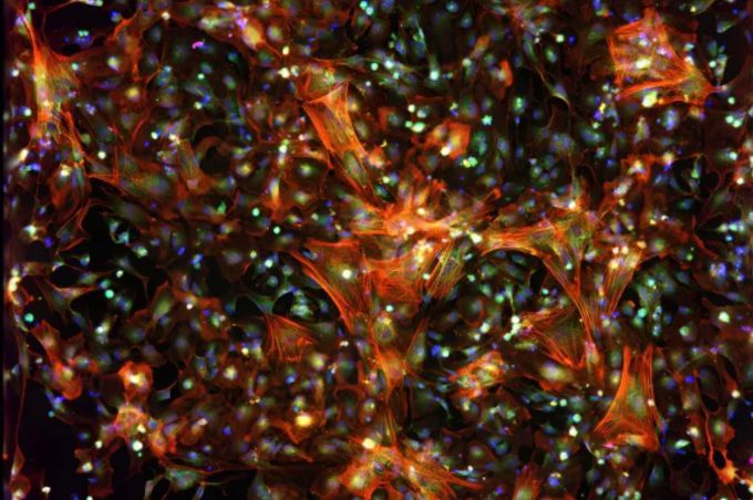 리커전의 실험실으로 생성한 세포 이미지 [사진=업체 제공]