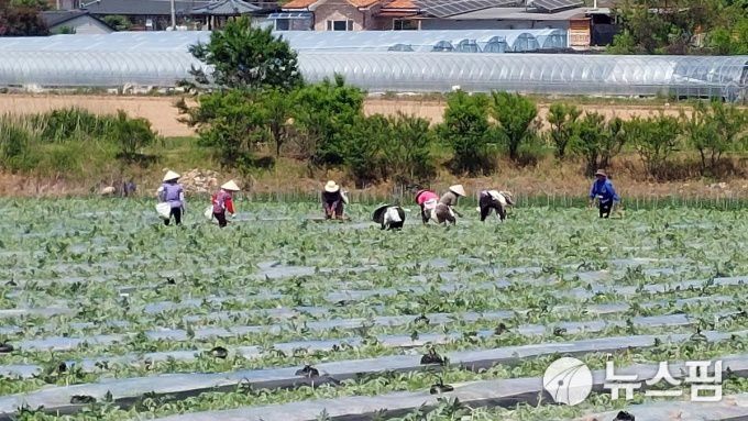 [봉화=뉴스핌] 남효선 기자 = 수박밭 갈무리로 분주한 경북 봉화군 재산마을.2025.06.06 nulcheon@newspim.com