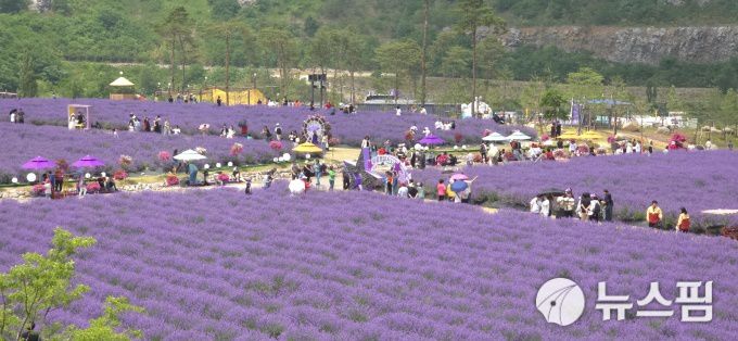 [동해=뉴스핌] 이형섭 기자 = 동해 무릉별유천지 라벤더정원. 2025.06.15 onemoregive@newspim.com