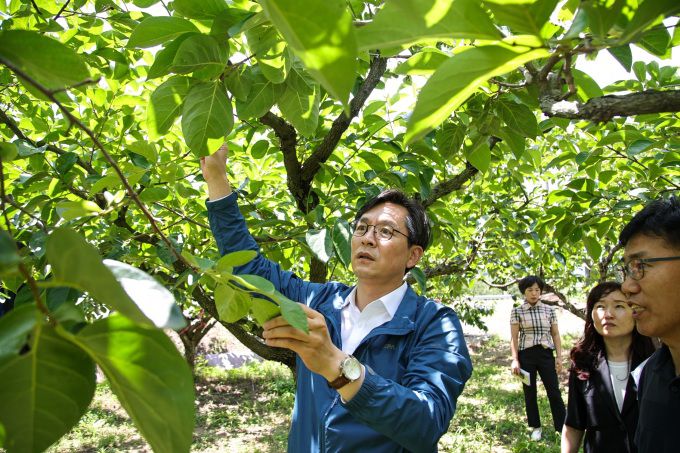 우승희 영암군수 대봉감 낙과 피해 현장 방문. [사진=영암군] 2025.07.07 ej7648@newspim.com