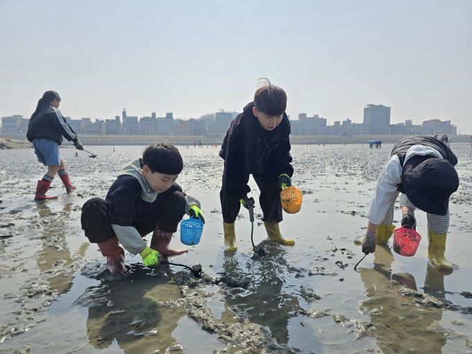 아이들이 갯벌에서 조개 캐기 체험을 하고 있다. [사진=시흥시]
