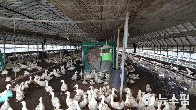 전남 영암군의 한 오리농장. [사진=뉴스핌 DB]