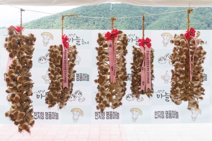 단양 마늘. [사진=단양군] 2025.07.13 baek3413@newspim.com