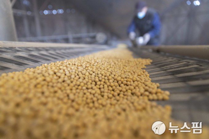 중국의 한 대두 가공 공장의 작업 모습 [신화사=뉴스핌 특약]