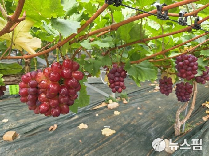 [상주=뉴스핌] 이정아 기자 = 경북 상주 청실홍실영농조합법인에서 육성하는 포도 신품종 '홍주씨들리스'. 2025.10.15 plum@newspim.com