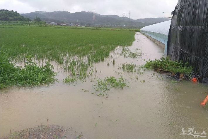 장맛비에 물에 잠긴 군산지역 농작물.(사진=전라북도 제공)