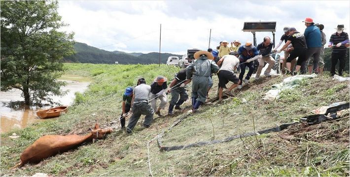 합천군 쌍책면 건태마을에서 이틀간 쏟아진 집중호우를 미처 피하지 못하고 축사에 갇힌 소 구조작전이 9 일 펼쳐지고 있다. (사진=연합뉴스)