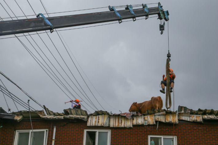 집중 호우 당시 건물 지붕으로 대피한 소들을 구조하기 위해 119대원들이 안간힘을 쓰고 있다.(사진=구례군 제공)