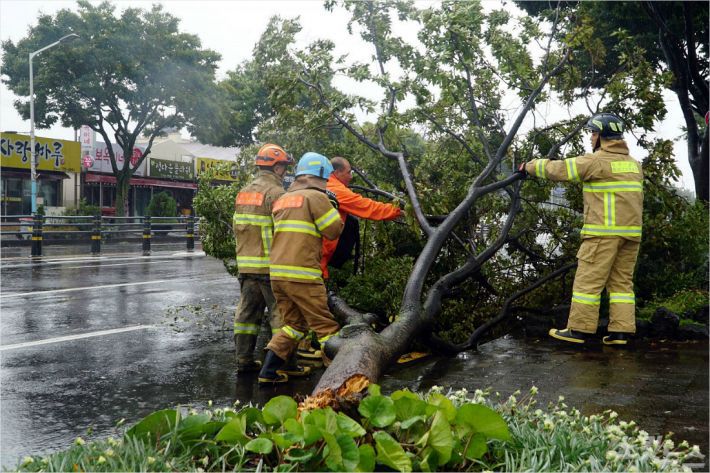 26일 오후 제주시 일도2동에 있는 한 가로수가 강풍에 꺾여 도로 한가운데로 쓰러졌다.(사진=고상현 기자)