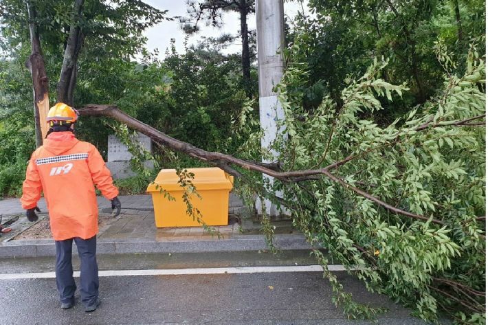 제8호 태풍 바비의 영향으로 전남 영암의 한 도로의 가로수가 부러졌다(사진=전남 해남소방서 제공)