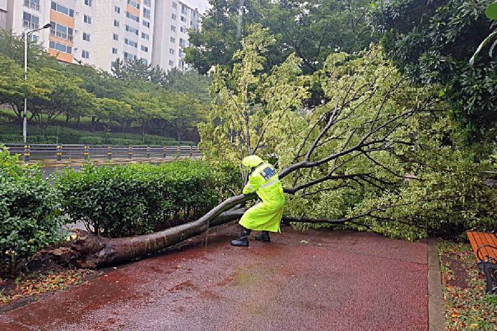 태풍의 영향권에 든 26일 오전 제주시 노형동 인도 위로 가로수가 꺾여 쓰러져 있다.(사진=제주지방경찰청 제공)