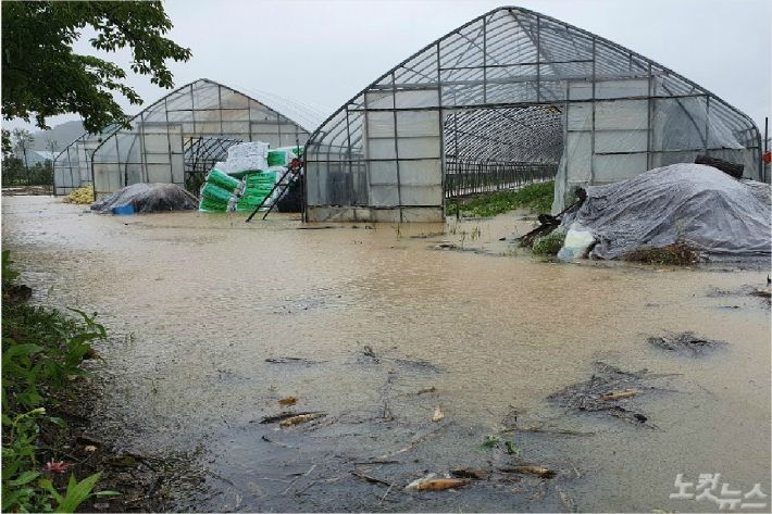 7일 오전 강릉지역에 시간당 30~50mm의 강한 비가 내리면서 송정동의 한 비닐하우스가 침수됐다.(사진=유선희 기자)