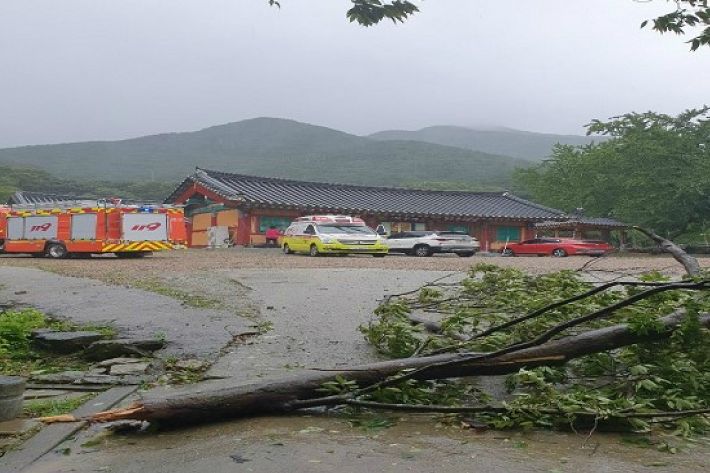7일 오전 8시 15분쯤 충남 공주시 계룡면 신원사 내부 나무가 부러지면서 70대 여성이 부상을 입었다.(사진=충남도 제공)