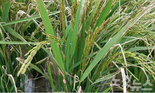 흑수피해를 입은 벼(사진=전남도 제공)