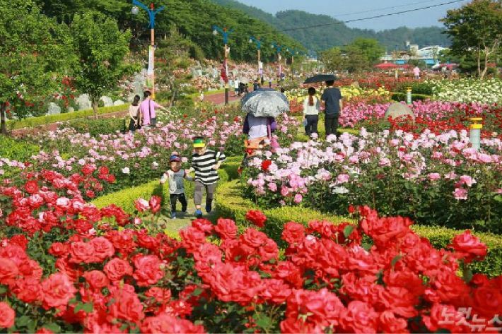 삼척 장미축제가 열린 오십천 장미공원(사진=자료사진)