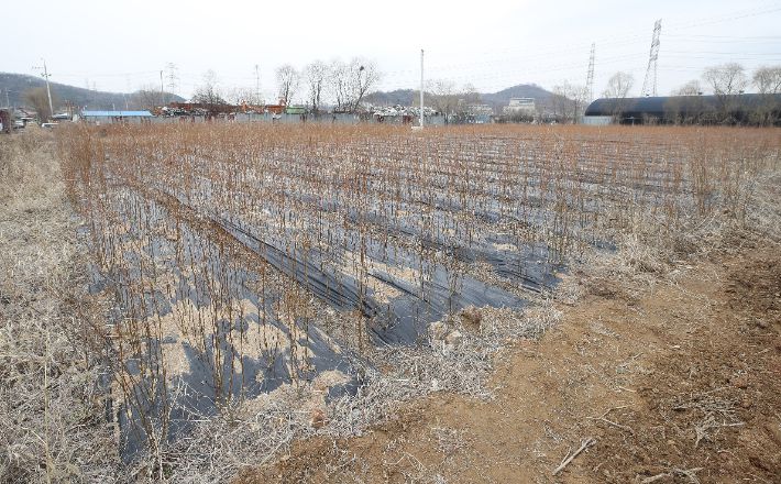 지난  4일 LH 직원 투기 의혹이 제기된 경기도 시흥시 과림동 재활용사업장 인근 토지에 묘목들이 심겨 있다. 연합뉴스